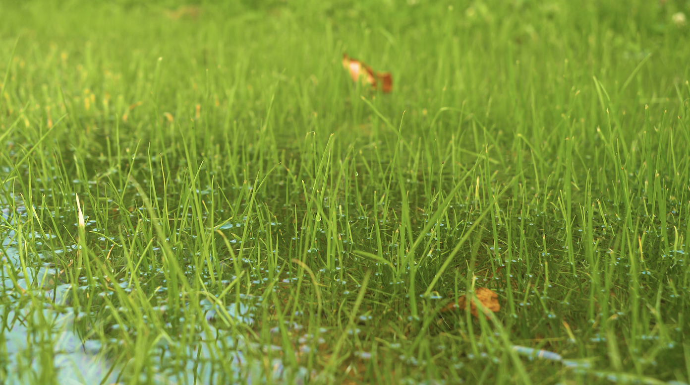 Drowned Roots: How Poor Drainage Quietly Destroys Your Lawn
